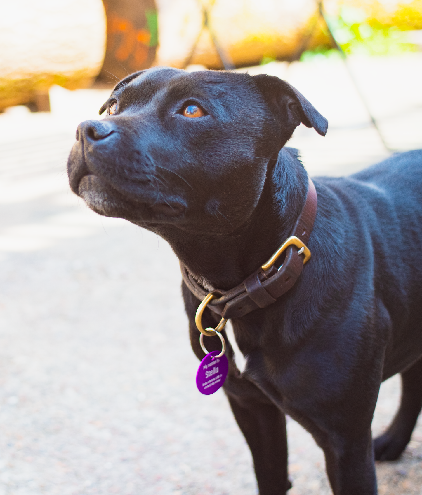 Round aluminium pet tag